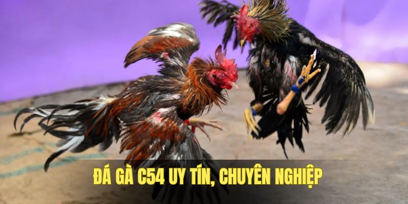 da-ga-c54-uy-tin-chuyen-nghiep