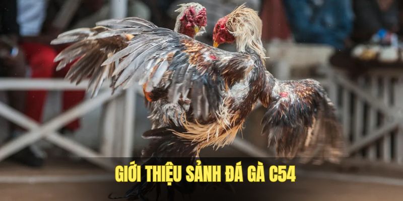 gioi-thieu-doi-net-ve-da-ga-c54