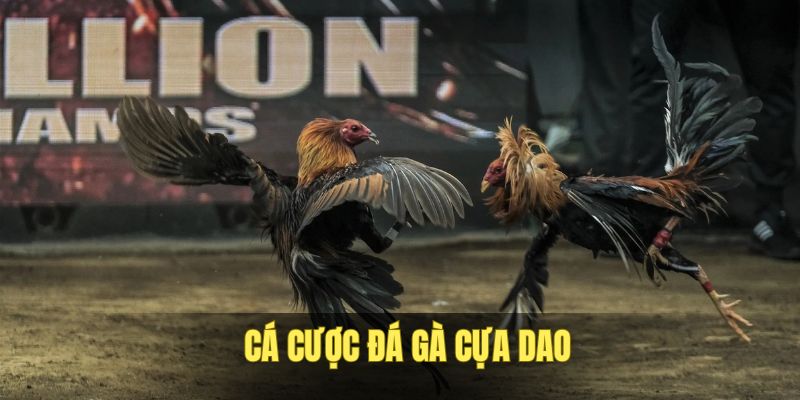loai-hinh-cac-cuoc-da-ga-cua-dao-dac-sac